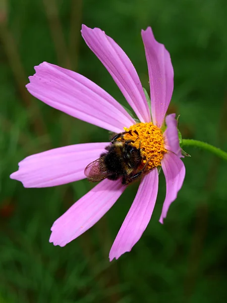 Bumblebee un fiore rosa impollinante — Foto Stock