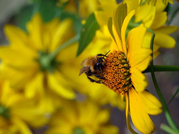 Bee pollinating an orange flower — Stock Photo, Image