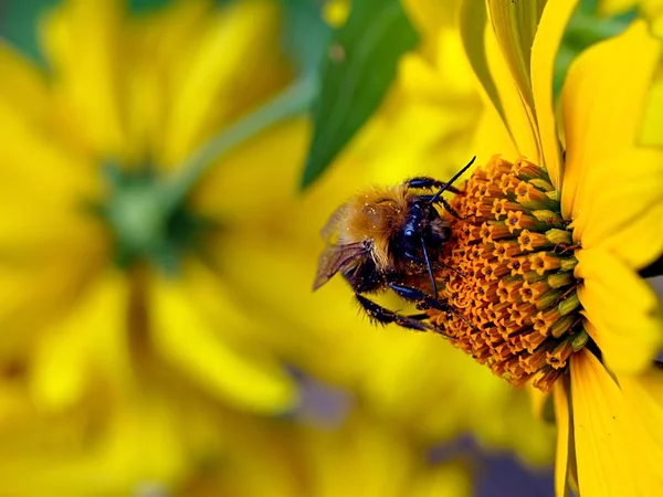 Pszczoła zapylania kwiatu pomarańczy — Zdjęcie stockowe