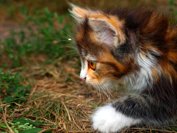 Caza gatito de cerca — Foto de Stock