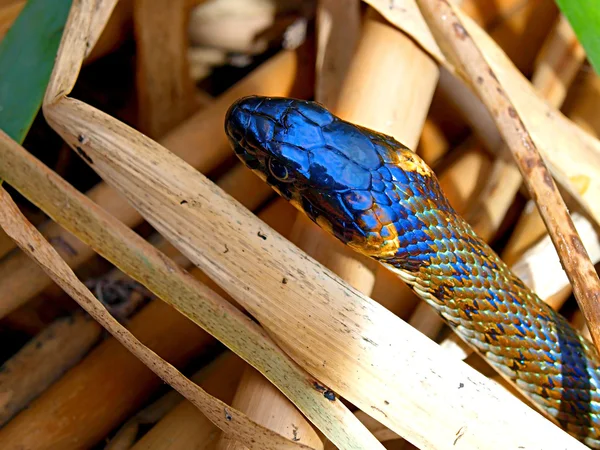 La cabeza de la Serpiente contra las hojas secas de la caña —  Fotos de Stock
