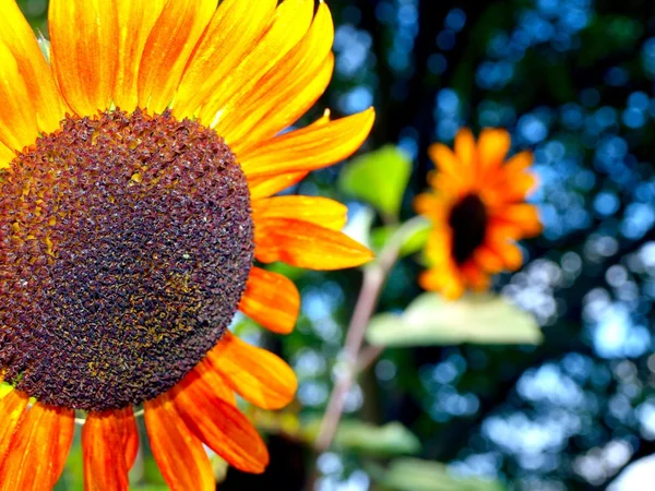 Sunflower decorative — Stock Photo, Image