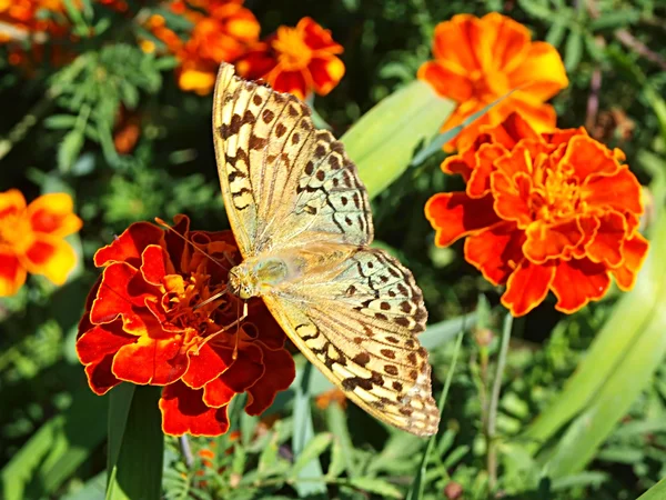 Mariposa en caléndulas —  Fotos de Stock