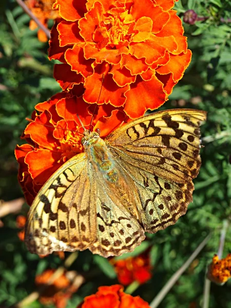 Motyl na nagietki — Zdjęcie stockowe
