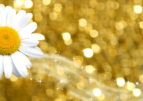Kleur achtergrond goud en daisy — Stockfoto