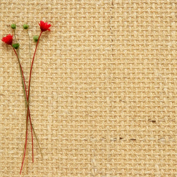 Сухі квіти — стокове фото