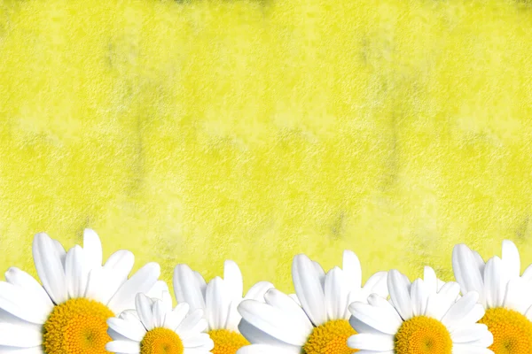 Yellow card with daisies — Stock Photo, Image