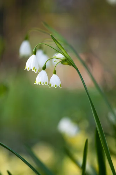 stock image Lily of the walley