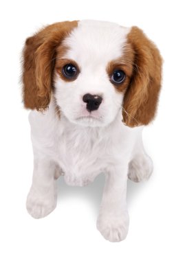 Cute puppy clipart