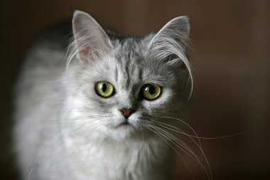 Portrait of a kitten clipart