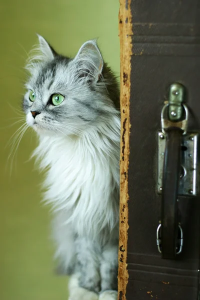 猫と古いスーツケース — ストック写真