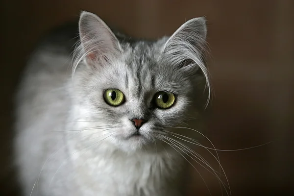 Retrato de um gatinho — Fotografia de Stock
