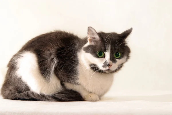 Bir kedinin portresi — Stok fotoğraf