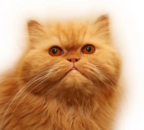 波斯语的猫 — 图库照片