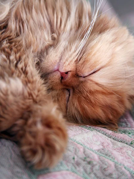 Persian cat — Stock Photo, Image