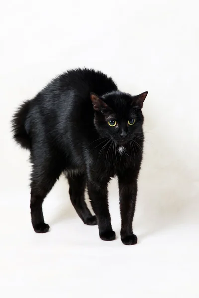 Verängstigte schwarze Katze — Stockfoto