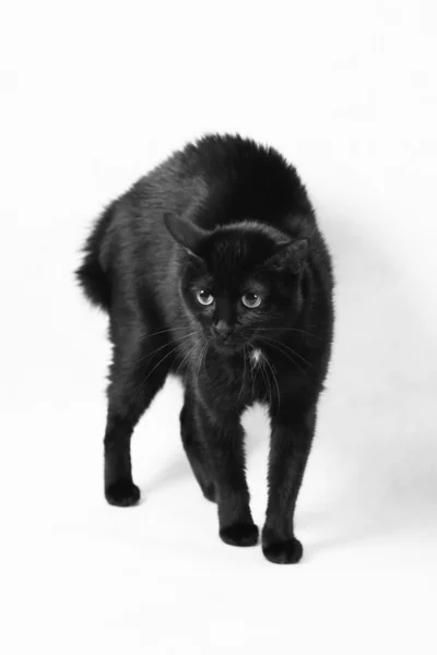 Страшная чёрная кошка — стоковое фото