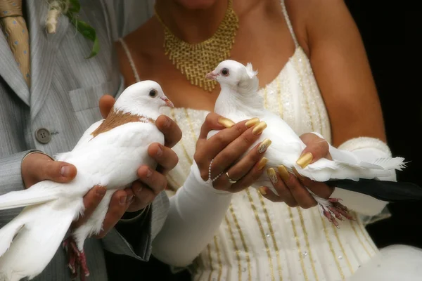 Білі голуби — стокове фото