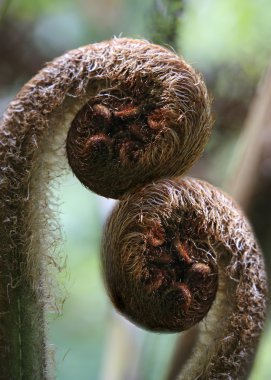 Koru