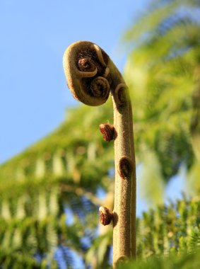 Koru