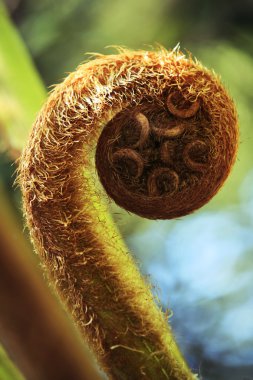 Koru