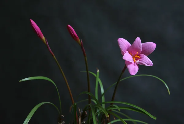 Pembe çiçek — Stok fotoğraf