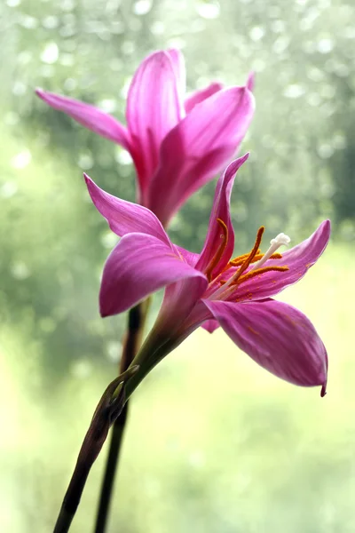 Rosa blommor — Stockfoto