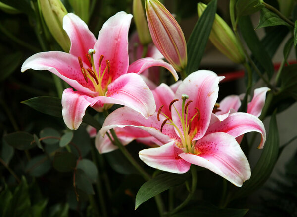 Pink lilies
