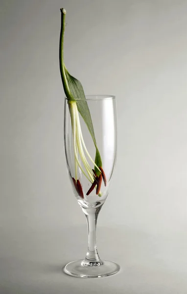 Glass with a flower — Stock Photo, Image