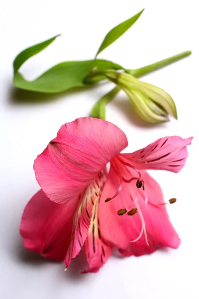 Rózsaszín lilie — Stock Fotó