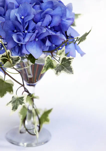 Flori de hortensie — Fotografie, imagine de stoc
