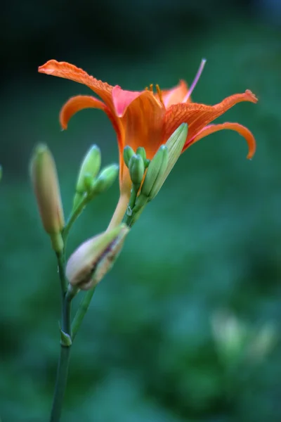 Lily puutarhassa — kuvapankkivalokuva