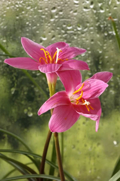 Pinkit kukat — kuvapankkivalokuva
