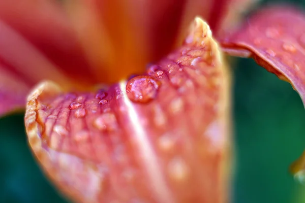 Lilie in einem Garten — Stockfoto