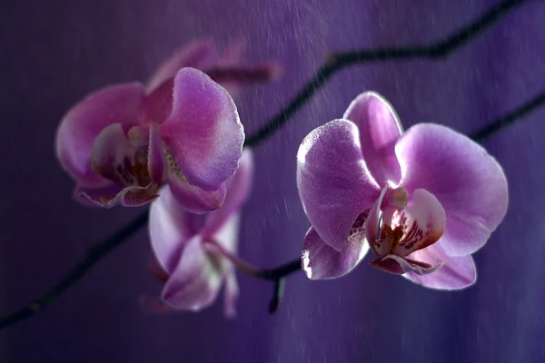 Orchid - 2 — Stok fotoğraf