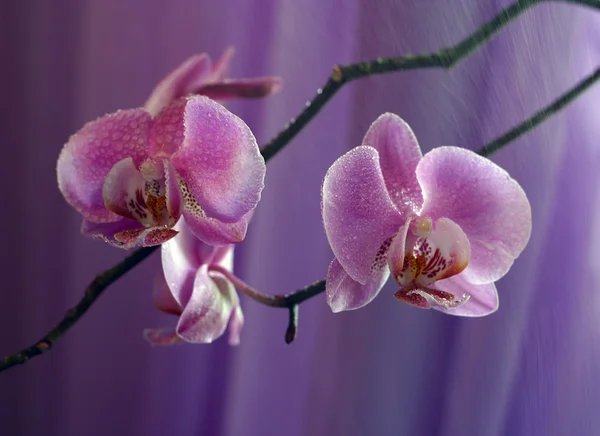 Orchidea - 3 — Zdjęcie stockowe