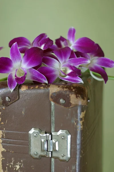Orquídea violeta — Fotografia de Stock