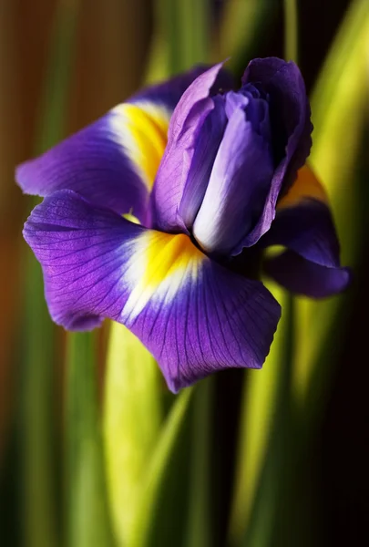 Holandský iris — Stock fotografie
