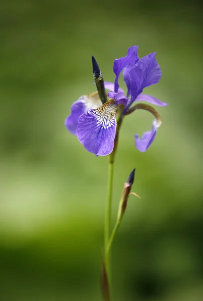 Iris salvaje — Foto de Stock