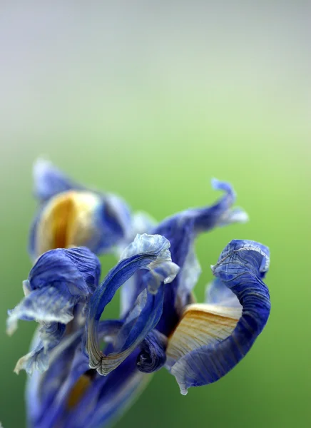 Niebieski kwiat — Zdjęcie stockowe