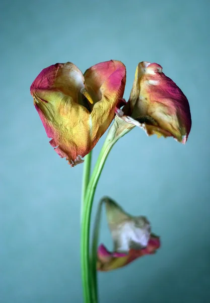 Triste bouquet — Foto Stock