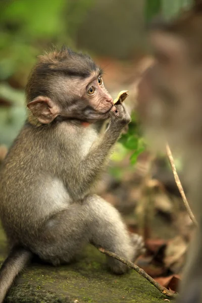 เด็กของลิง — ภาพถ่ายสต็อก
