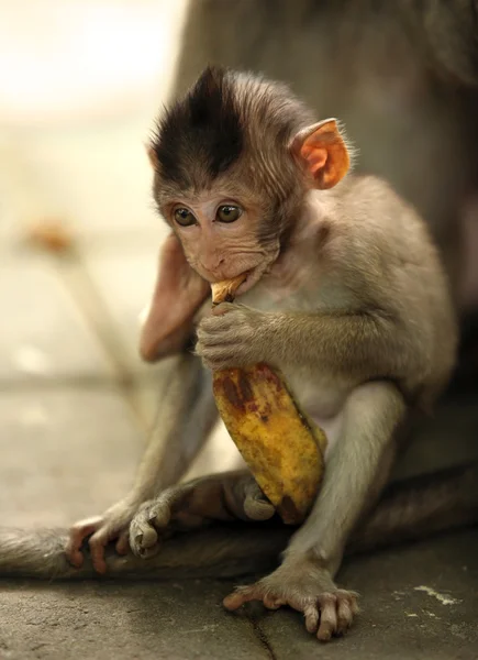 बंदरों का बच्चा — स्टॉक फ़ोटो, इमेज