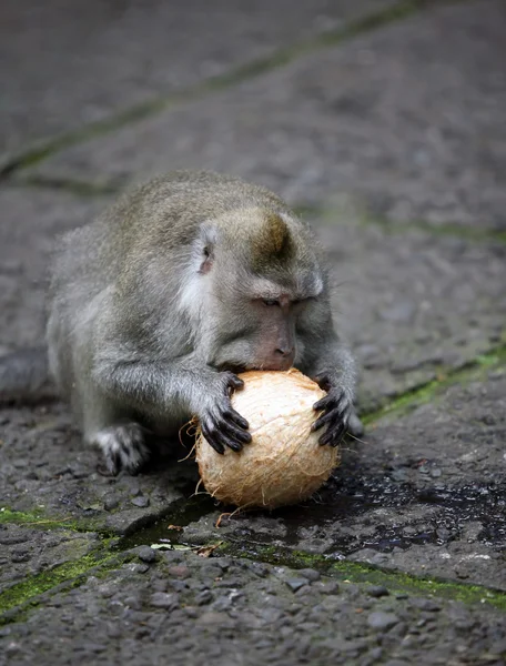 ลิง — ภาพถ่ายสต็อก