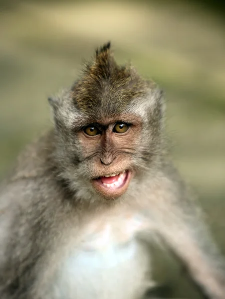원숭이의 초상화 — 스톡 사진