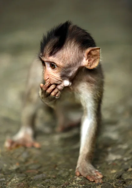 Niño de monos —  Fotos de Stock