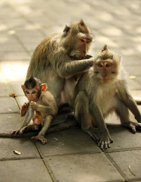 Rodina opic — Stock fotografie