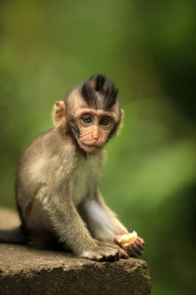 Niño de monos — Foto de Stock