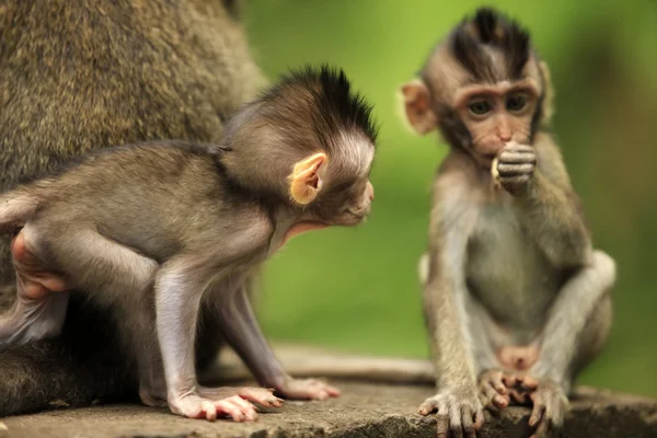 Діти мавп — стокове фото