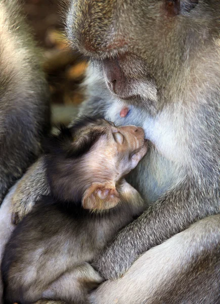 猴子家族 — 图库照片